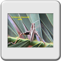 Acrididae (3)