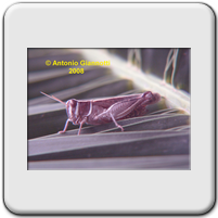Acrididae (3)