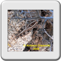 Acrididae (4)