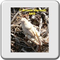 Acrididae (5)