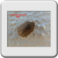 Scutelleridae - Eurygasrer sp.
