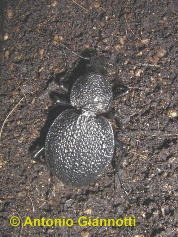 Procerus duponcheli