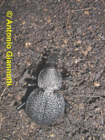 Procerus dupomcheli